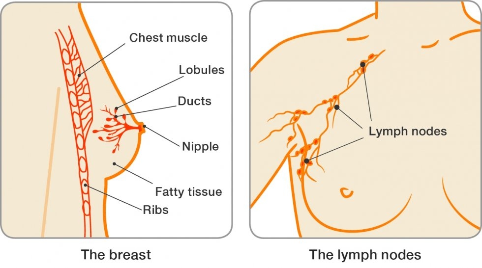 How to Enlarge the Size of the Nipple?